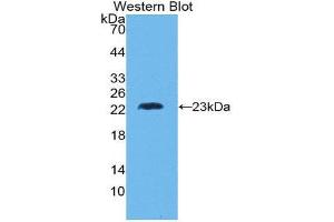Western Blotting (WB) image for anti-Lymphotoxin-alpha (LTA) (AA 36-205) antibody (ABIN1860797)