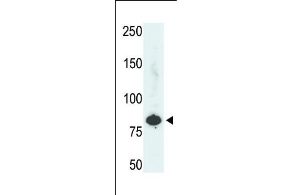 PFKL antibody  (C-Term)