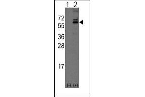 Image no. 1 for anti-Olfactomedin 1 (OLFM1) (C-Term) antibody (ABIN357854) (Olfactomedin 1 antibody  (C-Term))