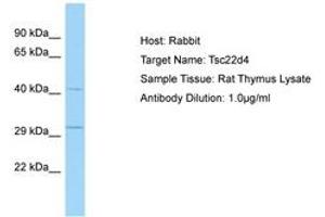 Image no. 1 for anti-TSC22 Domain Family, Member 4 (TSC22D4) (AA 31-80) antibody (ABIN6749806) (TSC22D4 antibody  (AA 31-80))