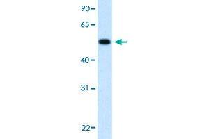 Western Blot analysis of human fetal muscle tissue lysate with BHMT polyclonal antibody  at 2.