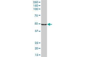 CYP27A1 MaxPab polyclonal antibody. (CYP27A1 antibody  (AA 1-531))