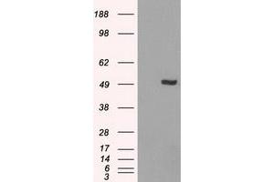 Image no. 4 for anti-Interferon Regulatory Factor 3 (IRF3) antibody (ABIN1498899) (IRF3 antibody)