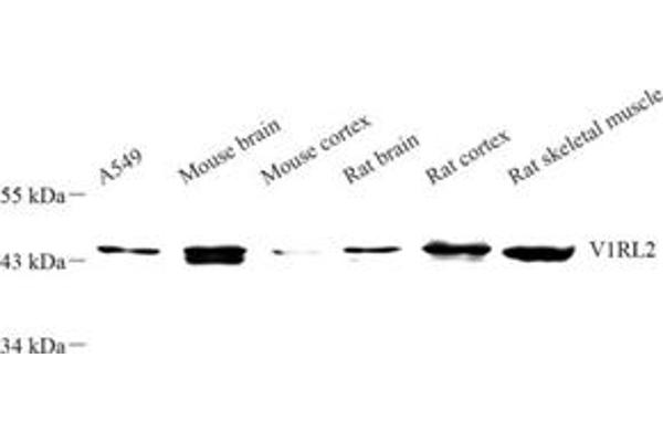 VN1R2 antibody