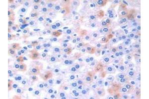 IHC-P analysis of Mouse Liver Tissue, with DAB staining. (EFNA4 antibody  (AA 1-206))
