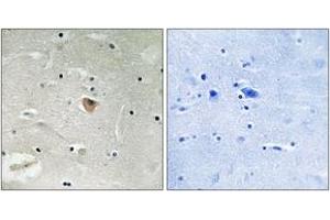 Immunohistochemistry analysis of paraffin-embedded human brain, using KIF13B Antibody.