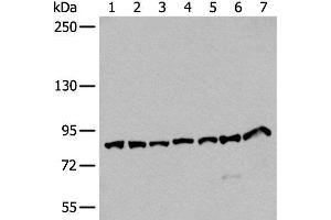 Western blot analysis of Hela HEPG2 Raji NIH/3T3 and A549 cell lysates Human cerebella tissue and Mouse brain tissue lysates using VPS35 Polyclonal Antibody at dilution of 1:250 (VPS35 antibody)