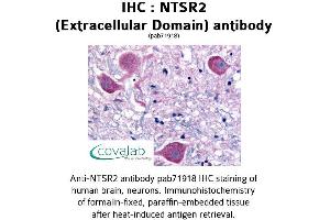Image no. 1 for anti-Neurotensin Receptor 2 (NTSR2) (3rd Extracellular Domain) antibody (ABIN1737569) (NTSR2 antibody  (3rd Extracellular Domain))
