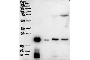 ABIN1590106 (2µg/ml) staining of secretions from Human primary airway cells in culture (lanes 1 and 2), and in Human Bronchoalveolar Lavage fluid (lanes 3 and 4) . (BPIFA1 antibody  (C-Term))