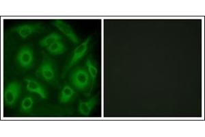 Immunofluorescence analysis of HeLa cells, using CDH23 Antibody. (CDH23 antibody  (N-Term))