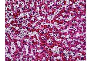 Anti-PIK3CA antibody IHC of human liver. (PIK3CA antibody  (Internal Region))