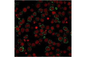 Immunofluorescent staining of Jurkat cells using CD28 Mouse Monoclonal Antibody (CB28) followed by goat anti-Mouse IgG conjugated to CF488 (green). (CD28 antibody)
