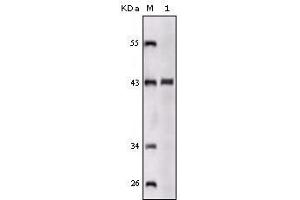 SORL1 antibody