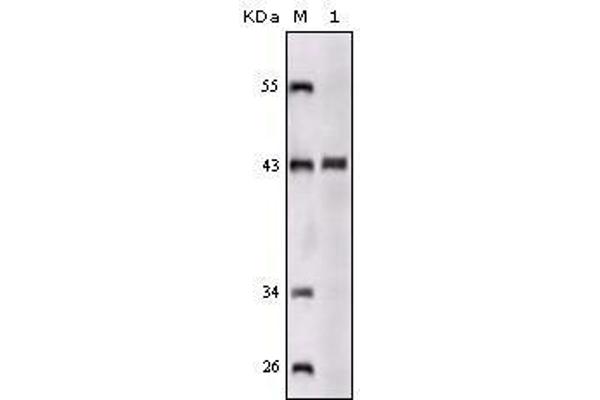 SORL1 antibody