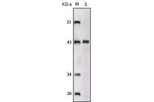 Western blot analysis using SORL1 mouse mAb against truncated SORL1 recombinant protein. (SORL1 antibody)