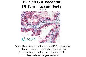 Image no. 1 for anti-5-Hydroxytryptamine (serotonin) Receptor 2A (HTR2A) (N-Term) antibody (ABIN1731362) (HTR2A antibody  (N-Term))