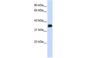C2ORF47 antibody used at 1 ug/ml to detect target protein.