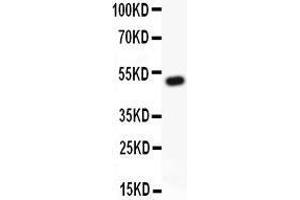 Anti-RUNX1/AML1 Picoband antibody ,  All lanes: Anti RUNX1  at 0. (RUNX1 antibody  (Middle Region))