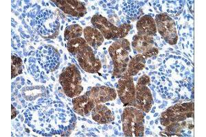 Image no. 1 for anti-Dopa Decarboxylase (Aromatic L-Amino Acid Decarboxylase) (DDC) (N-Term) antibody (ABIN203356) (DDC antibody  (N-Term))