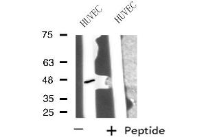 Western blot analysis of extracts from HUVEC cells, using PPP1R7 antibody. (PPP1R7 antibody  (C-Term))