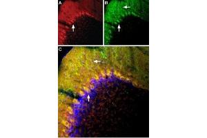 Multiplex staining of mGluR1 and TRPC3 in mouse cerebellum - Immunohistochemical staining of perfusion-fixed frozen mouse cerebellum sections using Anti-TRPC3-ATTO Fluor-594 Antibody (ABIN7043819), (1:60) and Anti-mGluR1 (extracellular)-ATTO Fluor-488 Antibody (ABIN7043246), (1:60). (Metabotropic Glutamate Receptor 1 antibody  (Extracellular, N-Term) (Atto 488))