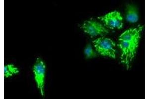 Anti-IDH3A mouse monoclonal antibody (ABIN2453164) immunofluorescent staining of COS7 cells transiently transfected by pCMV6-ENTRY IDH3A (RC200313). (IDH3A antibody)
