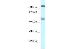 Western Blot showing Egln2 antibody used at a concentration of 1. (PHD1 antibody  (C-Term))