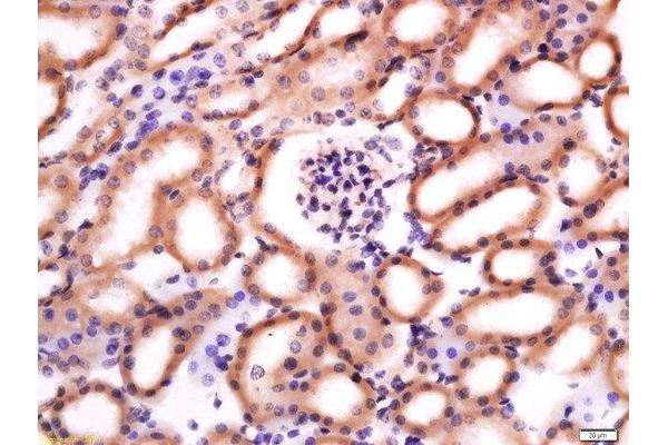 CH25H antibody  (AA 1-100)