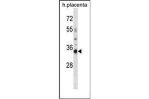 Western blot analysis of OR4K13 Antibody (N-term) in human placenta tissue lysates (35ug/lane).