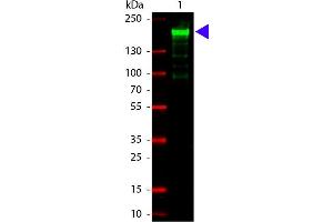 Fluorescene Western (FW) image for anti-alpha-2-Macroglobulin (A2M) antibody (ABIN1607611) (alpha 2 Macroglobulin antibody)
