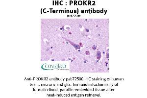 Image no. 1 for anti-Prokineticin Receptor 2 (PROKR2) (C-Term) antibody (ABIN1738399)