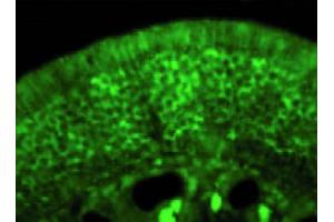 Image no. 4 for anti-Collapsing-Response Mediator Protein 2 (CRMP-2) (C-Term) antibody (ABIN347038) (Collapsing-Response Mediator Protein 2 (CRMP-2) (C-Term) antibody)