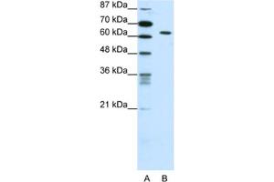 Western Blotting (WB) image for anti-SMAD, Mothers Against DPP Homolog 1 (SMAD1) antibody (ABIN2461769) (SMAD1 antibody)