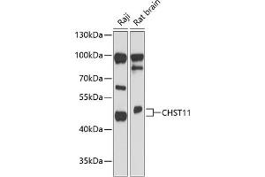 Western blot analysis of extracts of various cell lines, using CHST11 antibody (ABIN6131575, ABIN6138607, ABIN6138608 and ABIN6217837) at 1:3000 dilution. (CHST11 antibody  (AA 38-352))