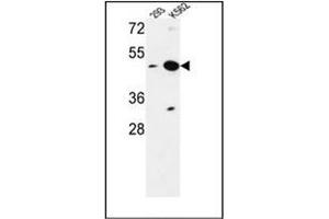 Western blot analysis of NUPL2 Antibody (N-term) in 293, K562 cell line lysates (35ug/lane). (NUPL2 antibody  (N-Term))