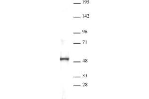 Western blot of ERR-a antibody. (SLC7A1 antibody  (C-Term))