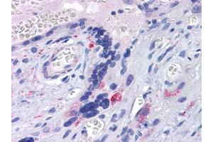 Human Placenta: Formalin-Fixed, Paraffin-Embedded (FFPE) (TLR7 antibody  (AA 900-950))