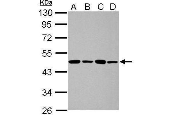 PPME1 antibody