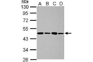 WB Image Sample (30 ug of whole cell lysate) A: 293T B: A431 C: HeLa D: HepG2 10% SDS PAGE antibody diluted at 1:1000 (PPME1 antibody)