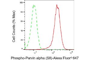 Flow cytometric analysis of Phospho-Parvin alpha (S8) expression in H9c2 cells using Phospho-Parvin alpha (S8) antibody (ABIN7799739), 1:2,000). (Recombinant Parvin alpha antibody  (pSer8))