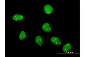 Immunofluorescence of purified MaxPab antibody to FLYWCH1 on HeLa cell. (FLYWCH1 antibody  (AA 1-716))