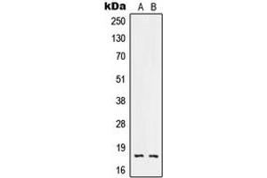 Western blot analysis of RNASE3 expression in NCIH460 (A), HeLa (B) whole cell lysates. (RNASE3 antibody  (C-Term))