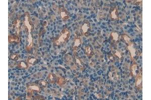 Immunohistochemistry (IHC) image for anti-Apolipoprotein H (Beta-2-Glycoprotein I) (APOH) (AA 21-345) antibody (ABIN7431614)