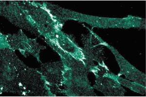 Immunofluorescence staining of human fibroblasts. (HNRNPU antibody  (AA 326-632))