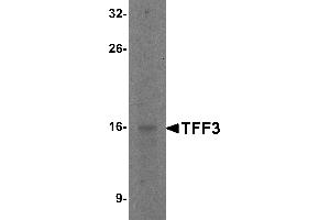Western Blotting (WB) image for anti-Trefoil Factor 3 (Intestinal) (TFF3) (C-Term) antibody (ABIN1030732) (TFF3 antibody  (C-Term))