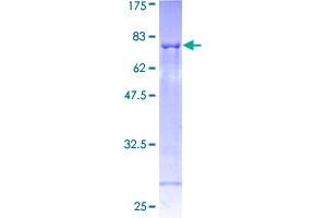 SH2D2A Protein (AA 1-389) (GST tag)