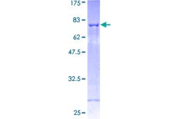 SH2D2A Protein (AA 1-389) (GST tag)