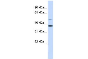 C2ORF25 antibody used at 1 ug/ml to detect target protein.