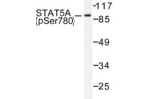 Image no. 1 for anti-Signal Transducer and Activator of Transcription 5A (STAT5A) (pSer780) antibody (ABIN318130) (STAT5A antibody  (pSer780))