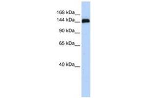 Image no. 1 for anti-Gse1 coiled-coil protein (GSE1) (AA 72-121) antibody (ABIN6741282) (GSE1/KIAA0182 antibody  (AA 72-121))